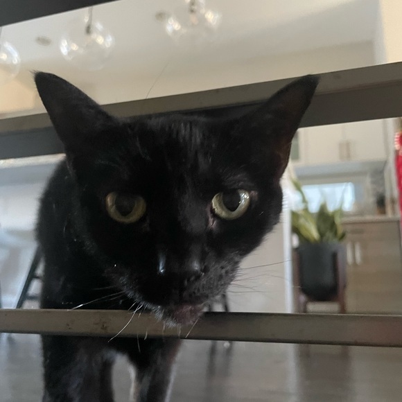 Meet your Posher, Jaime - Picture 1 of 1